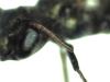 Osmia sp.